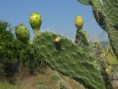 /album/photo-gallery-photogallery/cactus-plants-growing-inside-the-sierra-dehornachuelos-national-park-jpg/
